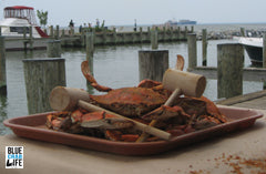 Famous Maryland Steamed Crabs