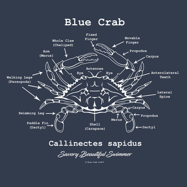 Crab anatomy design short sleeve men's t-shirt in navy